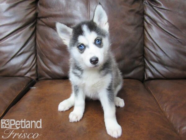 Pomsky DOG Female Black & White 25373 Petland Frisco, Texas