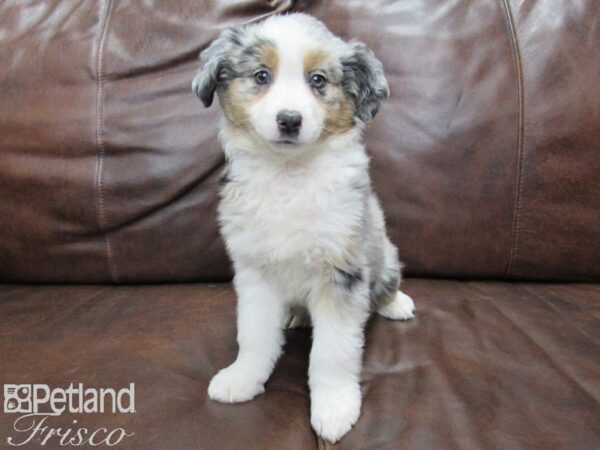 Miniature Australian Shepherd DOG Female Blue merle 25372 Petland Frisco, Texas