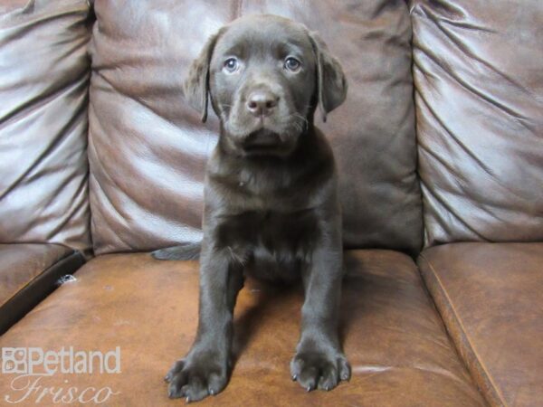 Labrador Retriever DOG Female Chocolate 25371 Petland Frisco, Texas