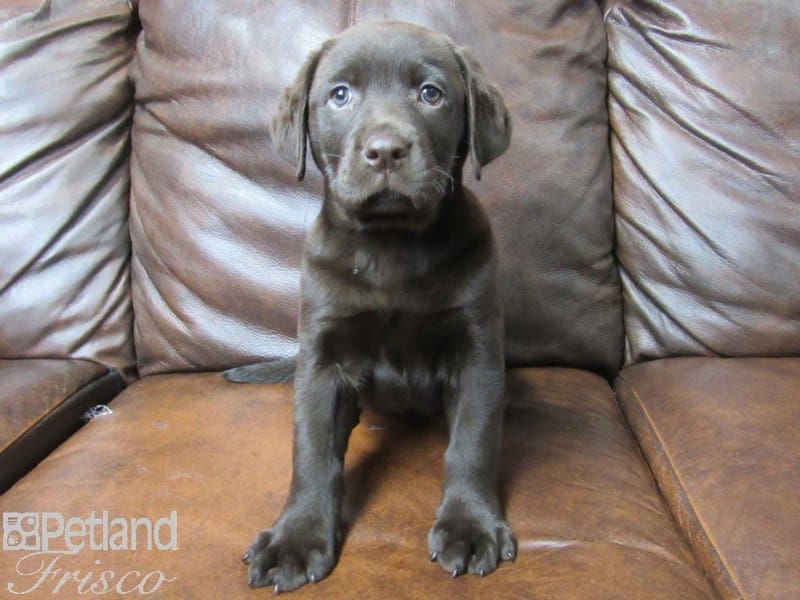 Labrador Retriever-DOG-Female-Chocolate-2693500-Petland Frisco, Texas