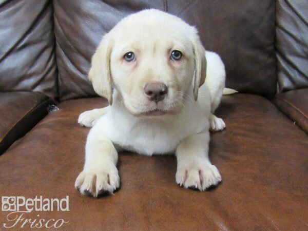 Labrador Retriever DOG Female Yellow 25370 Petland Frisco, Texas