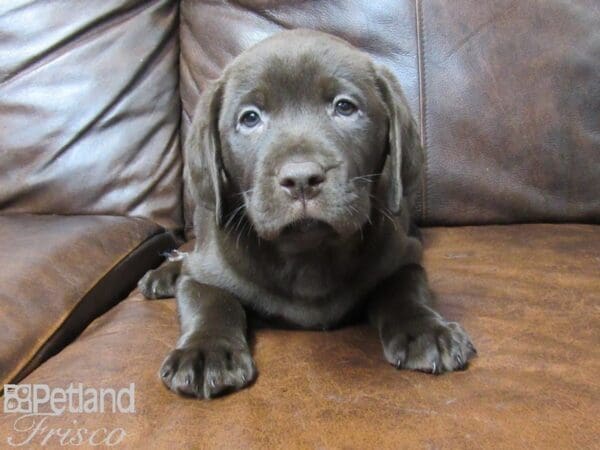 Labrador Retriever-DOG-Male-Chocolate-25369-Petland Frisco, Texas