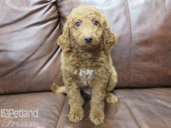 Goldendoodle Mini 2nd Gen-DOG-Male-Red-25368-Petland Frisco & Mckinney, Texas