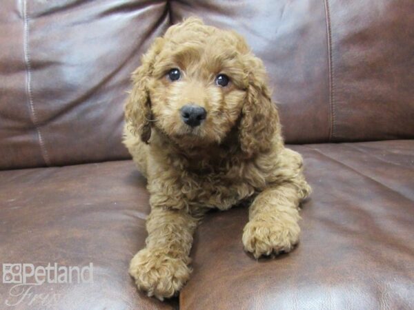 Goldendoodle Mini 2nd Gen DOG Male Red 25367 Petland Frisco, Texas