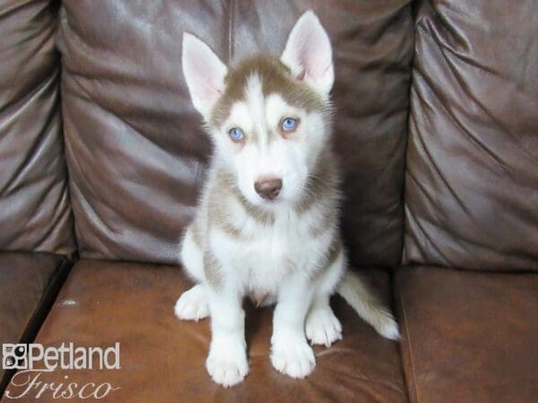 Siberian Husky-DOG-Male-Red & White-25366-Petland Frisco, Texas