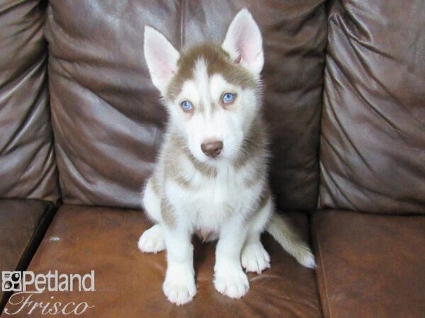 Siberian Husky DOG Male Red & White 25366 Petland Frisco, Texas