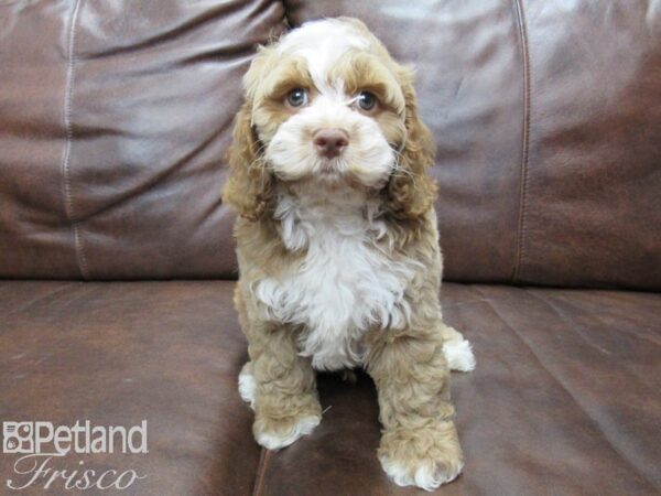 Cock-A-Poo-DOG-Male-Red and White-25362-Petland Frisco & Mckinney, Texas