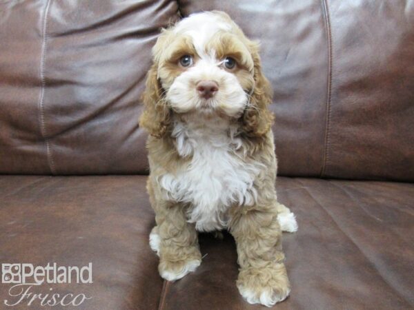 Cock-A-Poo DOG Male Red and White 25362 Petland Frisco, Texas