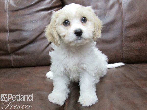 Cavachon-DOG-Female-Blenheim-25360-Petland Frisco & Mckinney, Texas