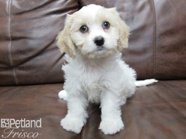 Cavachon-DOG-Female-Blenheim-25360-Petland Frisco, Texas