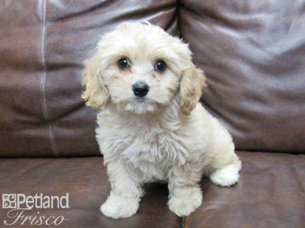 Cavachon-DOG-Male-Buff-25359-Petland Frisco, Texas