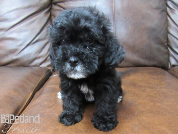 Lhasa Poo DOG Female Black and White 25357 Petland Frisco, Texas