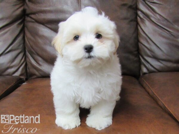 Shih-Poo DOG Male Cream and White 25356 Petland Frisco, Texas