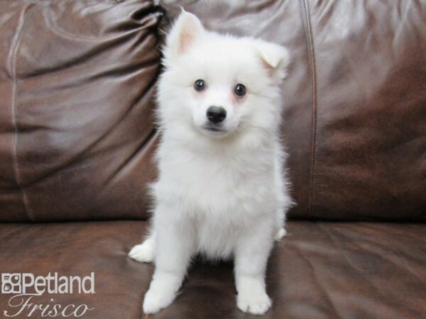 American Eskimo DOG Male White 25355 Petland Frisco, Texas