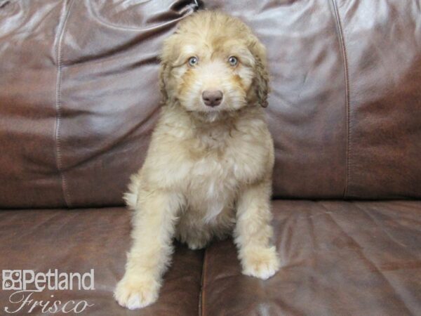 Aussiepoo-DOG-Male-Red Chocolate-25354-Petland Frisco & Mckinney, Texas