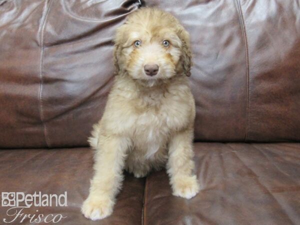 Aussiepoo DOG Male Red Chocolate 25354 Petland Frisco, Texas