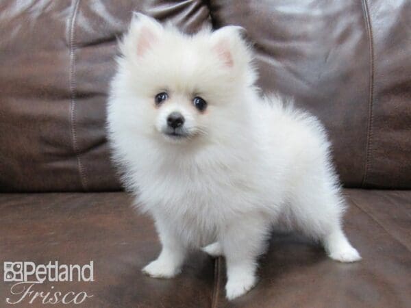 Pomeranian DOG Male White and Cream 25407 Petland Frisco, Texas