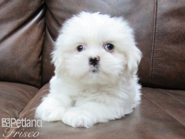 Teddy Bear-DOG-Female-WHITE-25406-Petland Frisco, Texas