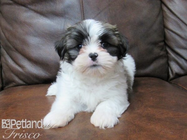 Shih Tzu DOG Female Brown White 25405 Petland Frisco, Texas