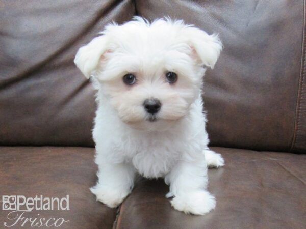 Maltese DOG Male WHITE 25404 Petland Frisco, Texas