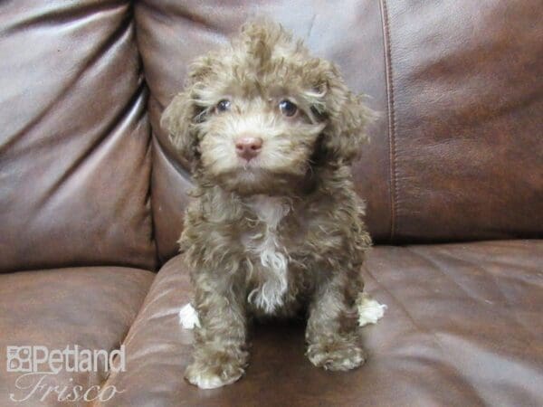 Miniature Poodle-DOG-Male-choc-25401-Petland Frisco, Texas