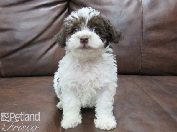 Miniature Poodle DOG Male CHOC WHITE 25400 Petland Frisco, Texas