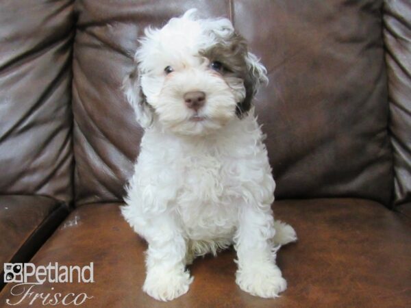 Cock A Poo DOG Male CHOC WHITE 25396 Petland Frisco & Mckinney, Texas