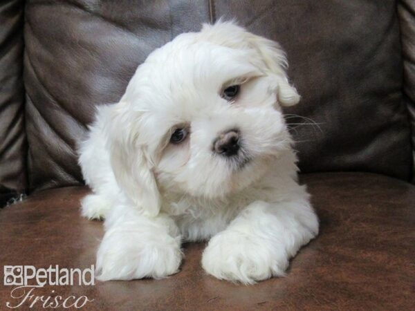 Teddy Bear DOG Male Brown White 25394 Petland Frisco, Texas