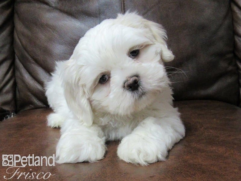 Teddy Bear-DOG-Male-Brown White-2693369-Petland Frisco, Texas