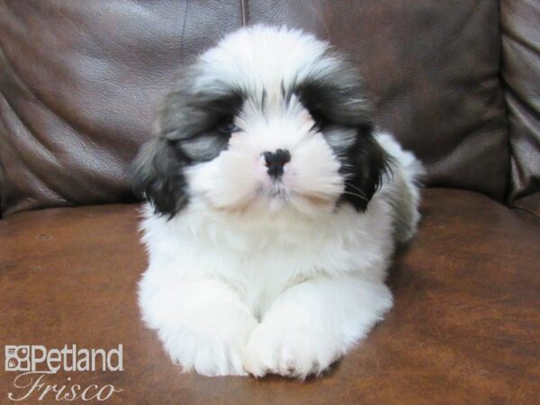 Shih Tzu DOG Male Brown White 25392 Petland Frisco, Texas