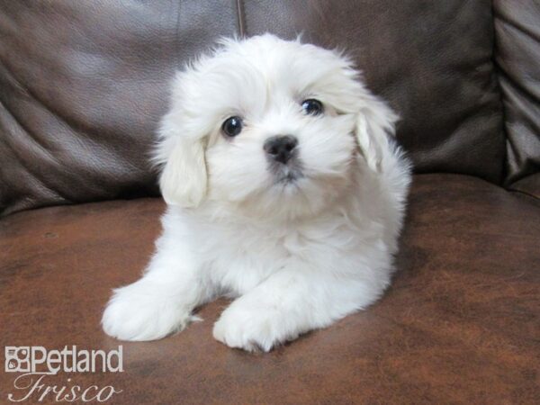 Teddy Bear DOG Male WHITE 25388 Petland Frisco, Texas