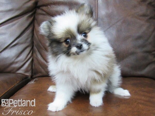 Pomeranian-DOG-Female-Confetti-25447-Petland Frisco & Mckinney, Texas