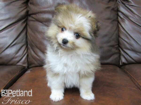 Pomeranian-DOG-Female-Confetti-25446-Petland Frisco & Mckinney, Texas