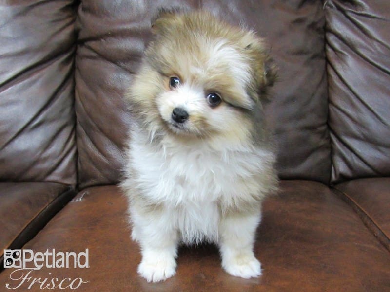 Pomeranian-DOG-Female-Confetti-2702272-Petland Frisco, Texas