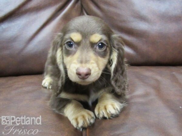 Dachshund DOG Female Chocolate 25444 Petland Frisco, Texas