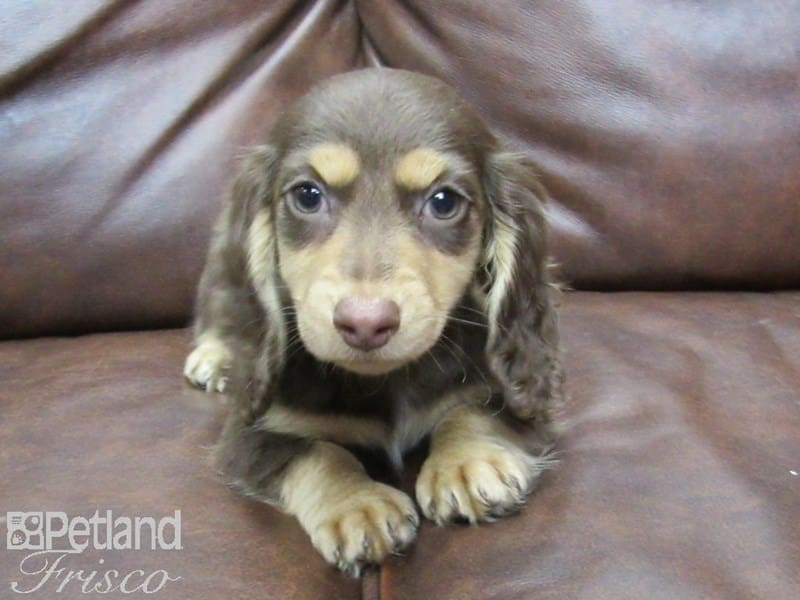 Dachshund-DOG-Female-Chocolate-2702229-Petland Frisco, Texas