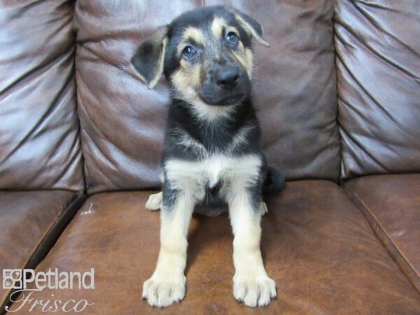 German Shepherd DOG Female Black & Tan 25443 Petland Frisco, Texas