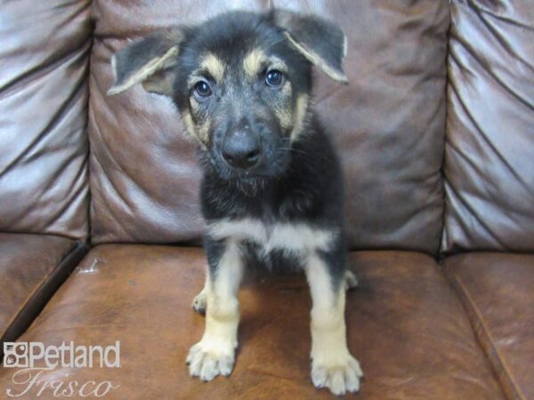 German Shepherd DOG Female Black & Tan 25442 Petland Frisco, Texas