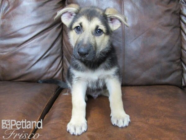 German Shepherd DOG Male Black & Tan 25441 Petland Frisco, Texas