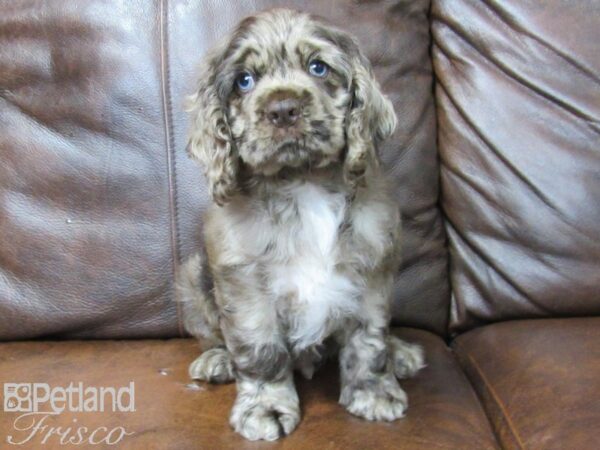 Cocker Spaniel DOG Male Chocolate Merle 25439 Petland Frisco, Texas