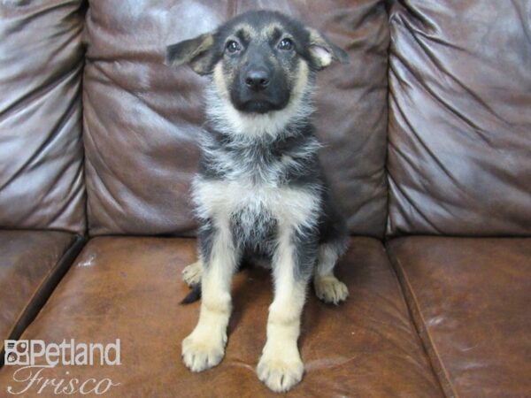 German Shepherd DOG Female Black & Tan 25438 Petland Frisco, Texas