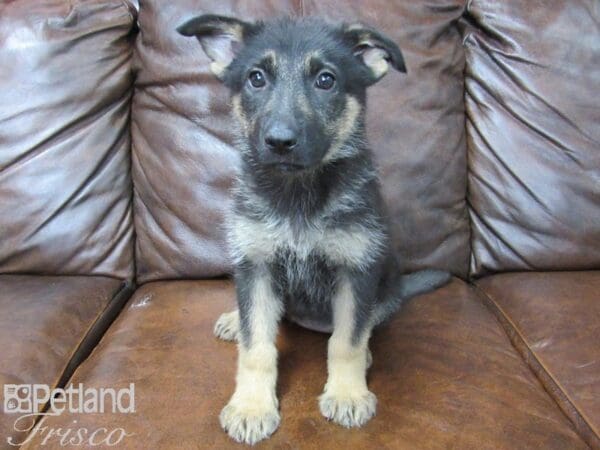 German Shepherd-DOG-Female-Black & Tan-25437-Petland Frisco, Texas