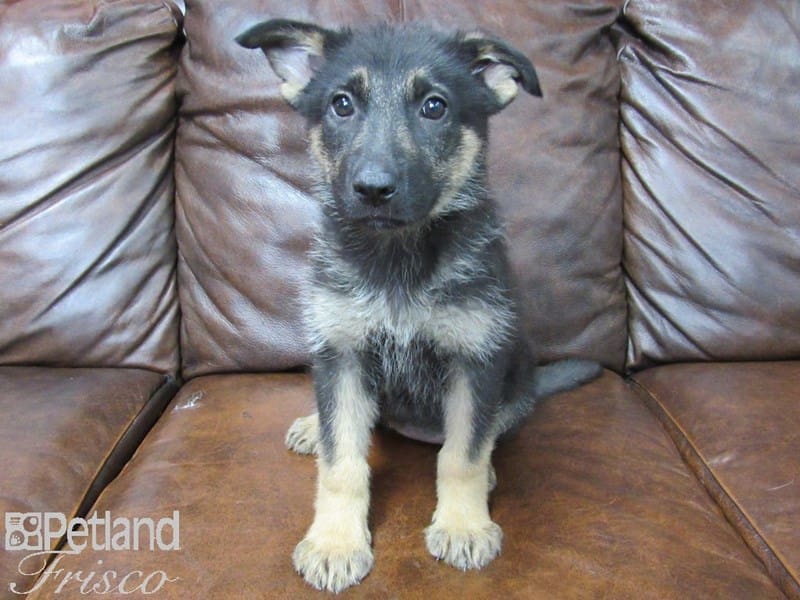 German Shepherd-DOG-Female-Black & Tan-2702107-Petland Frisco, Texas