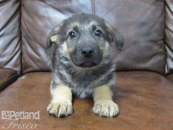 German Shepherd-DOG-Male-Black & Tan-25436-Petland Frisco, Texas
