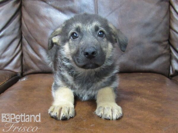 German Shepherd DOG Male Black & Tan 25436 Petland Frisco, Texas