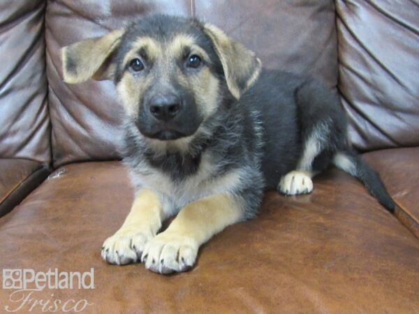 German Shepherd DOG Male Black & Tan 25435 Petland Frisco, Texas