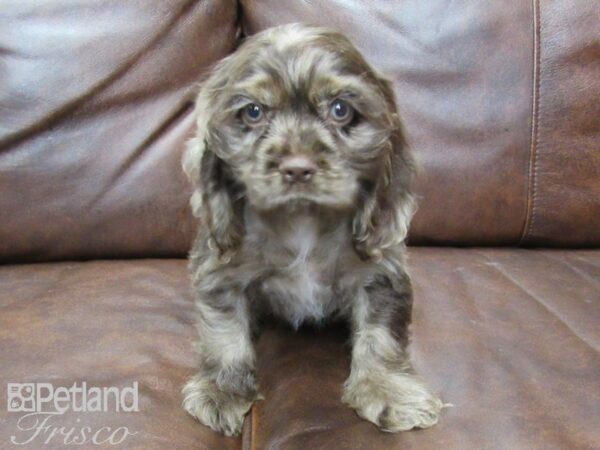 Cocker Spaniel DOG Male Chocolate Merle 25434 Petland Frisco, Texas