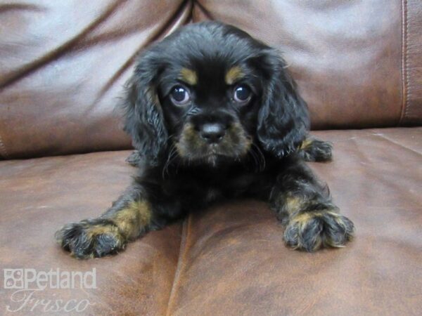 Cavalier King Charles Spaniel-DOG-Male-Black and Tan-25433-Petland Frisco & Mckinney, Texas