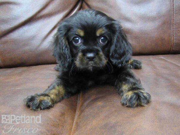 Cavalier King Charles Spaniel DOG Male Black and Tan 25433 Petland Frisco, Texas