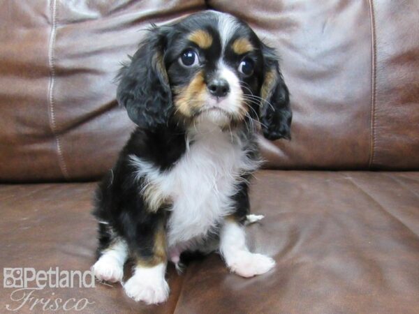 Cavalier King Charles Spaniel DOG Male Tri 25432 Petland Frisco, Texas